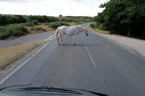 Der millionste VW Käfer läuft in Wolfsburg vom Band (1955)