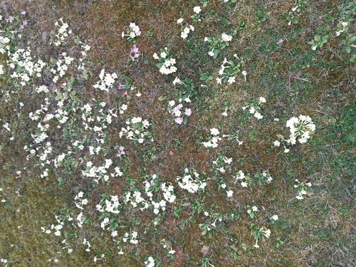 Meteorologischer Frühlingsbeginn Meteorologischer Frühlingsbeginn