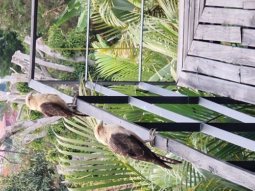 BMW wird als "Bayerische Flugzeugwerke" gegründet (1916)