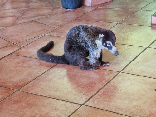 Der italienische Rennfahrer Arturo Merzario wird in Civenna (CO) geboren (1943)