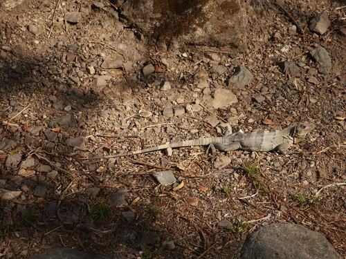 Der hannoveranisch-britische Amateurastronom Wilhelm Herschel entdeckt den Planeten Uranus (1781)